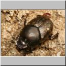 Onthophagus sp - Dungkaefer 03a 7mm Lehmgrube.jpg